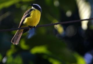 Kaliawiri Bird Lodge & reserve - Villavicencio - 1