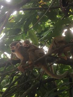 Kaliawiri Bird Lodge & reserve - Villavicencio - 3