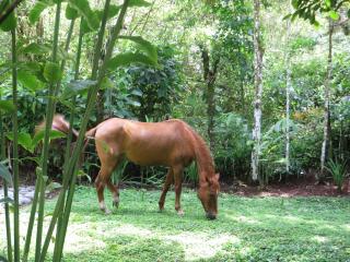 Mindo Eco Chalet con Rio y Cascada - Mindo - 5
