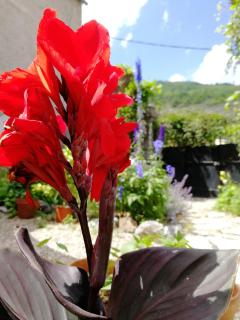 Le Petit Chateau - Ginoles - 6