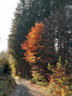 Ferienwohnung "Völkl" - 1