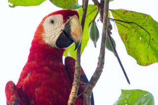 Lapa Rios Lodge - 3