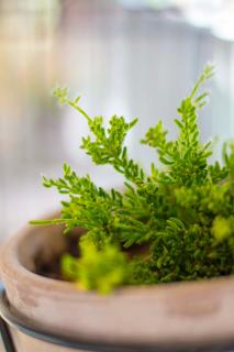 Marina's Luxury Apartment close to Acropolis - 6