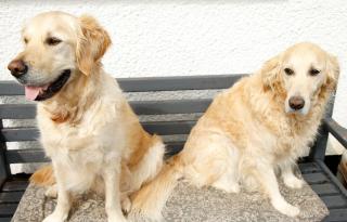 The Dog House, Penryn - 3