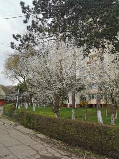 Apartament Maysa - Cluj-Napoca - 4