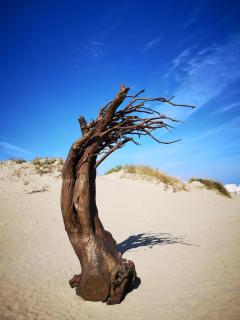 Zeester en koffie. - Oostduinkerke-Bad - 6
