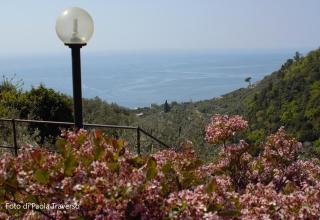 Azalea - Recco - 9