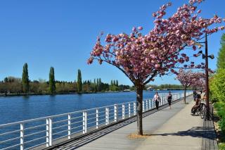 Lady Constantine/plan d'eau - Vichy - 2