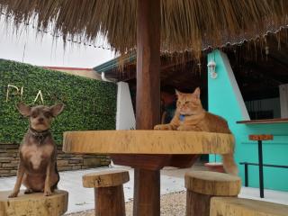 PLAYA TILA Lodging & Restaurant - Tilarán - 3