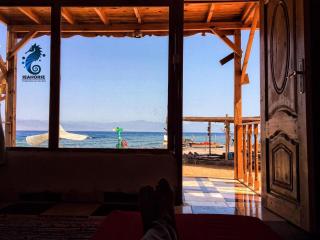 sea horse - Nuweiba - 8