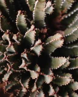 Historic Star Motel - 8