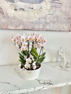 The Longmont Luxury Condo in the heart of providence - 3