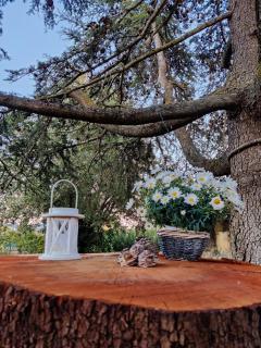 Relais Felciaino B&B - Bolgheri - 5