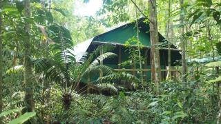 Daintree Crocodylus - Cow Bay - 2
