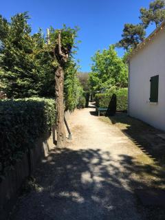 Les pins ensoleilles - Saint-Georges-de-Didonne - 2