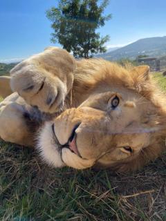 Pumbaa Wildlife Park & Accommodation - 8