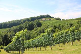 Ferienwohnung FELLNER - 7