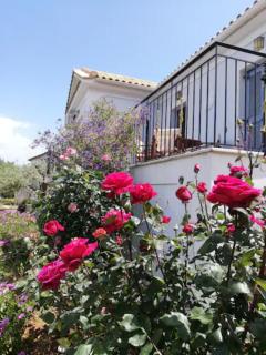 OliveTree House - Vathi - 7