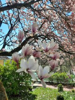 Rottgarten - Gelnhausen - 6