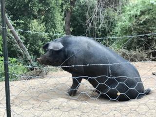 gite au paradis, parc animalier - Olmeta-di-Tuda - 5