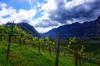 Agritur Zuveith - Salorno - 4