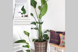 Las Flores de Marta (Milla de Oro - Marbella) - Marbella - 6