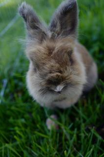 Bauernhof Schink - 7