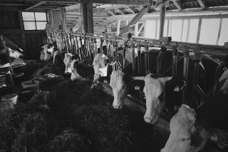 Bauernhof Schink - Zell am Moos - 9