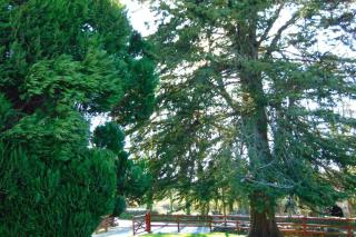 Sporting Lodge Shanagolden - 7