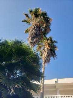 Sea Shell Palms, Ocho Rios - 0