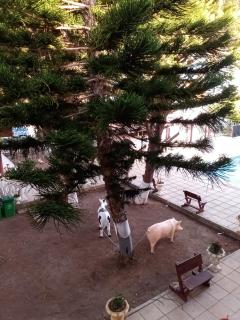 anastasia holiday apartments - Paphos - 1