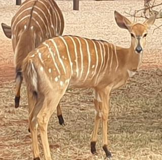 Makhato Bush Lodge 18 - 9