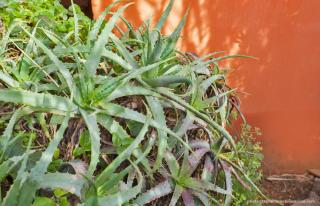Le Mini Cottage - Bastia - 3