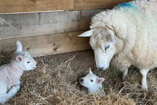 The Nest - Near Inverness & Loch Ness - 3