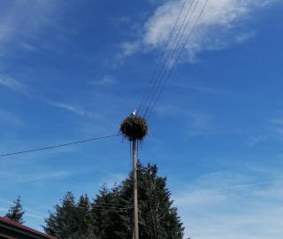 Schwarzwald Appartement - Steinen - 9