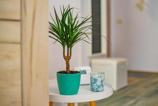 Apartament Oana Mamaia Nord - 5