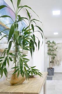 Hotel Bambu Milla De Oro - 8