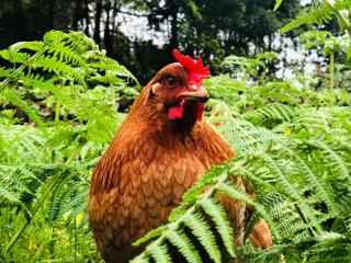 Quinta Pereirinha Farm - A Private 3 Bedroom Vacation Home, Close to Hiking w Ocean Views - Pico Island, Azores - São Roque do Pico - 4