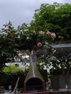 Villa Carol Appartamento e B&B - 4