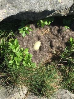Rorbua på Toppøya - 1