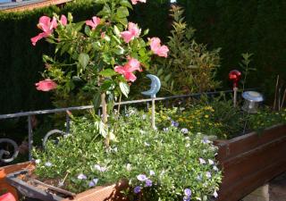 Gästehaus Schwaiger - 5