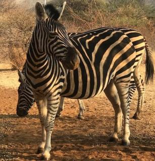Makhato Bush Lodge 18 - 8