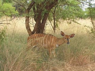 Makhato Bush Lodge 18 - 2