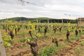 Domaine Joseph LAFARGE Wine Resort WineMaker House La maison du Négociant - Lugny - 3