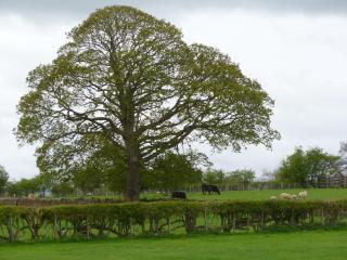 THE GINNEY Country Guest House - Penrith - 2