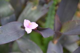 国登録有形文化財春陽荘貴賓館 - 5