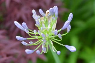 国登録有形文化財春陽荘貴賓館 - 4