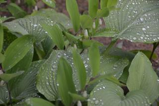 国登録有形文化財春陽荘貴賓館 - 2