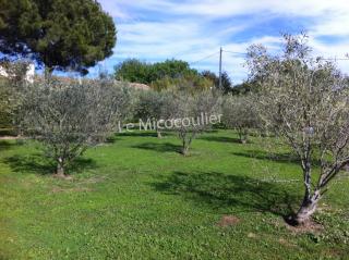 Le Micocoulier - La Crau - 9