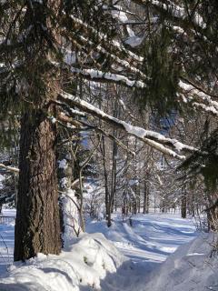Albergo Alpenrose Ski&Bike Mountain Hotel - Gressoney-Saint-Jean - 6
